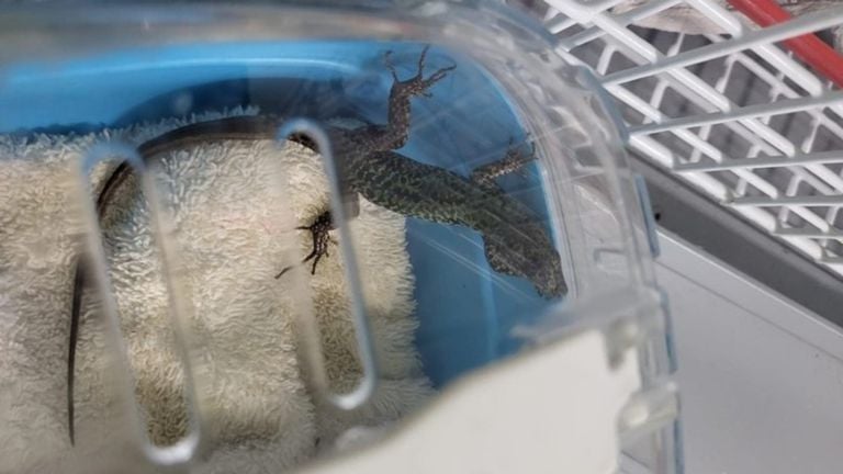 Great surprise after finding an exotic animal in an Asian mandarin tree (photo: Animal Ambulance Brabant North-East).