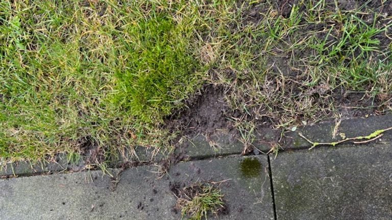 Birds peck away at grass to get to insects (photo: Ineke Scholten)