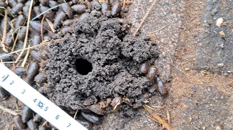 This is probably the work of a dung beetle (photo: Angelique van Breukelen).