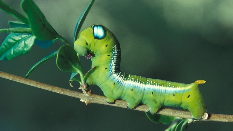 Caterpillar of an oleander pintail (photo: Butterfly Foundation).