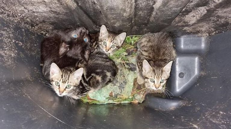 The four kittens were trapped in the wheelie bin (photo: @dierenambulancebrabantnoord on Facebook).