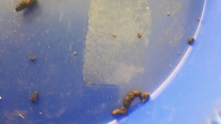 Ebjectors of presumably a brown rat (Key Klijsen photo).