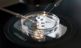 Choosing the best embryo