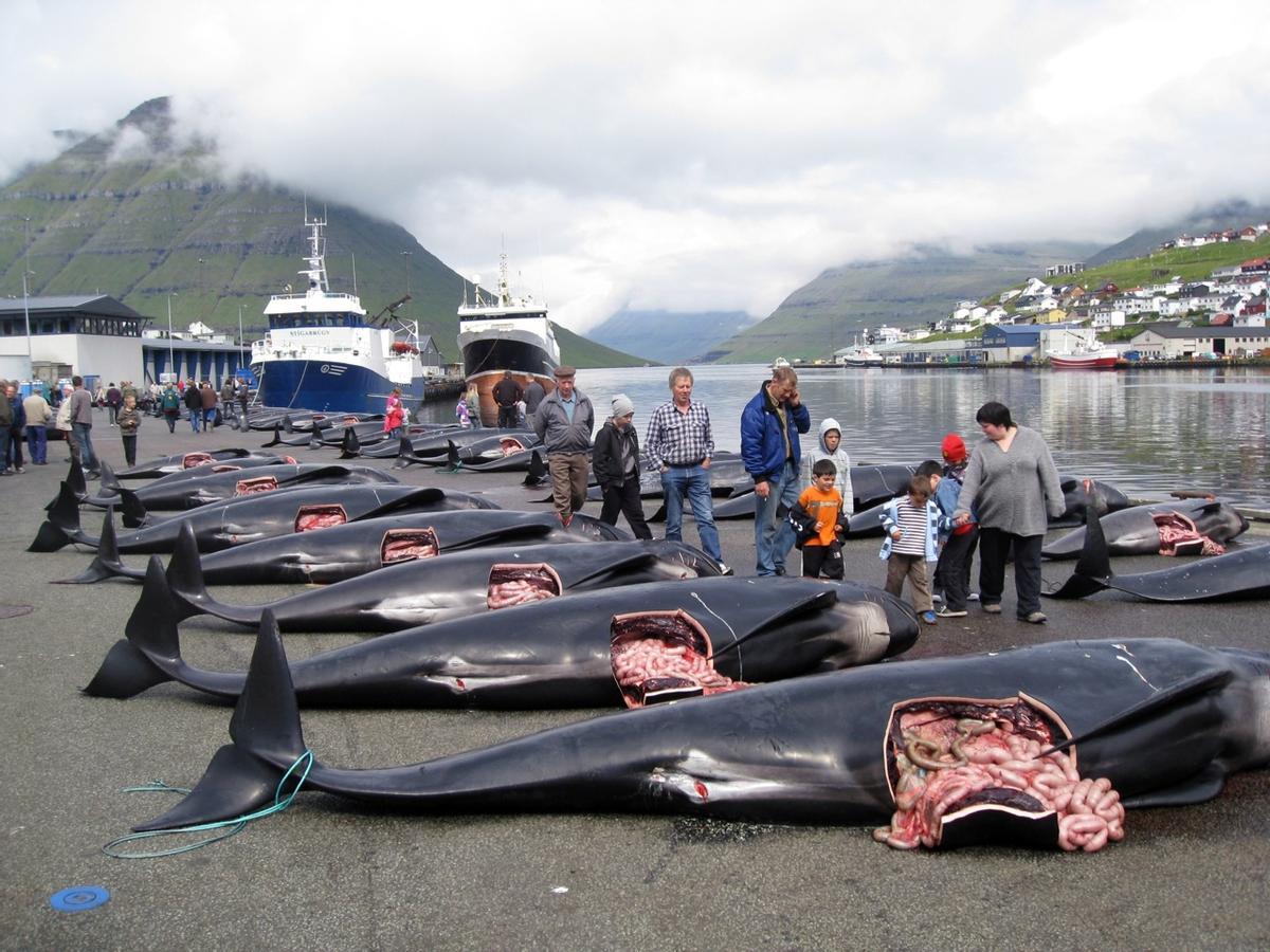 Cetáceos recién capturados en las islas Feroe