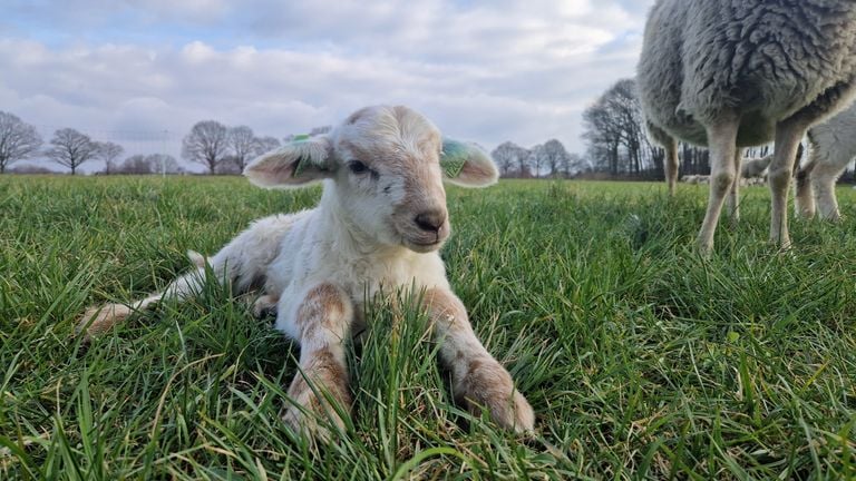 Lammetjes can go outside for the first time (photo: Noël van Hooft)
