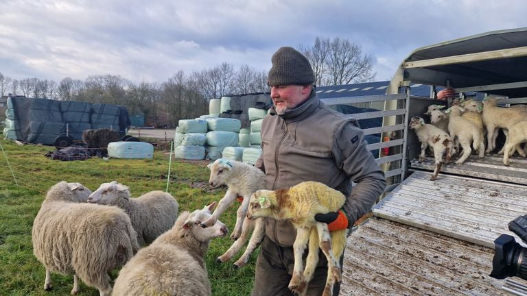 Riaan Stuijm with two lambs (photo: Noël van Hooft)