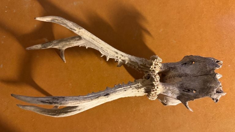 A skull of a Reebok (photo: Frans Kapteijns).