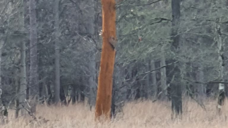 What does this tree have an orange trunk? (Photo: Peggy Berkers) 