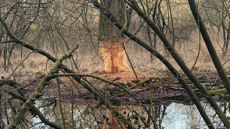 A beaver has hunted this tree (photo: Mieke de Bruin)