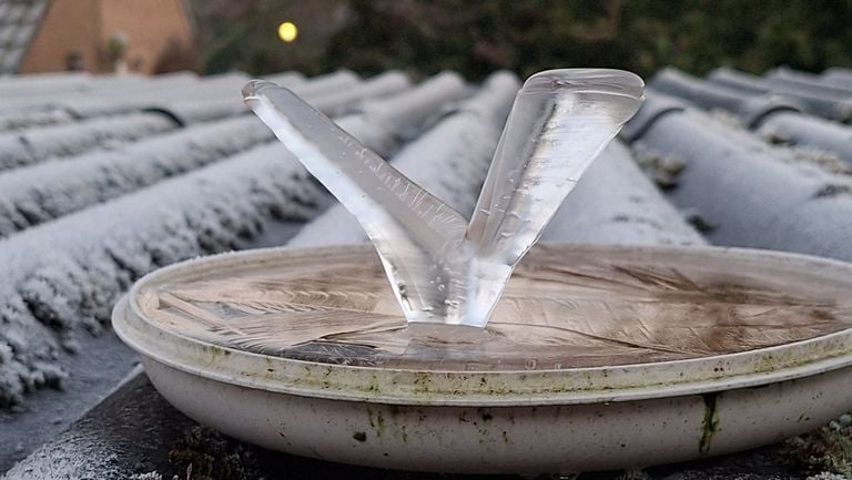 An ice needle in a drinking bowl (photo: Jan and Jet Eltink)