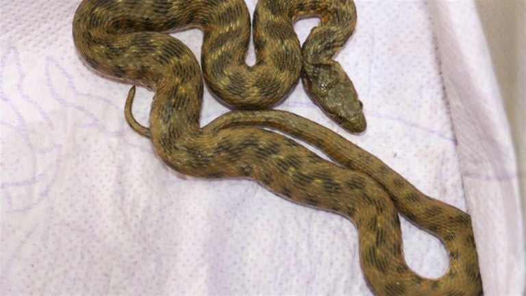 The dice snake in the house near Liana. (photo: archive)