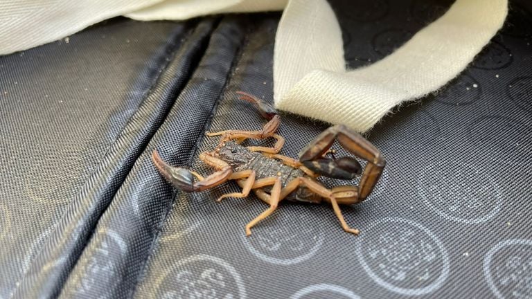 The animal traveled from Costa Rica. (Photo: Animal Ambulance Brabant North-East.)
