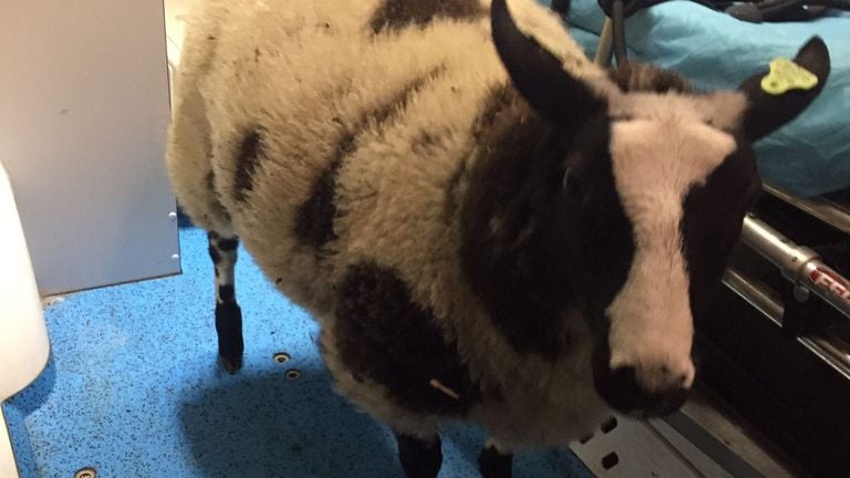 The kidnapped sheep. (Photo: Facebook Dierenambulance Brabant-Noordoost).