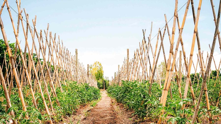 Vineyard