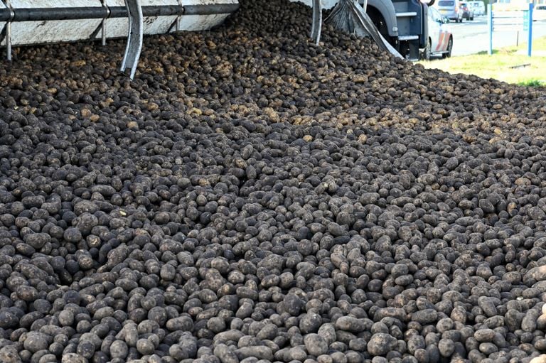The potatoes are on the road (photo: Toby de Kort).
