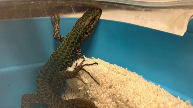 Great surprise after find exotic animal in an Asian mandarin tree (photo: Animal Ambulance Brabant North-East).