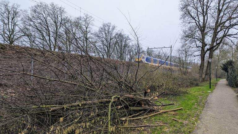 The felled branches and trees next to the track (photo: Ferenc Triki)