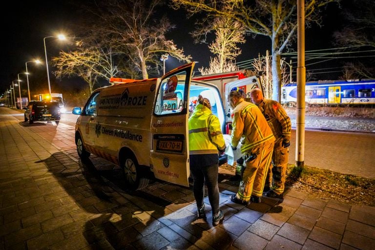 The animal ambulance and the fire brigade took care of the animal (photo: SQ Vision).