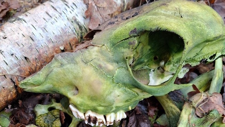 Skull of a rod (photo: Dick van den Braak). 