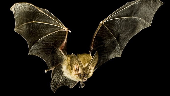 Bats Zoetermeer