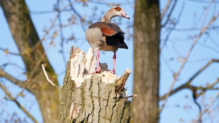 Nile goose (photo: Saxifraga/Tom Heijnen).