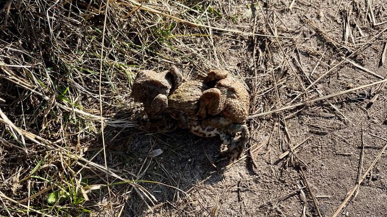 Female path with males on the back (photo: Ine Balmer).