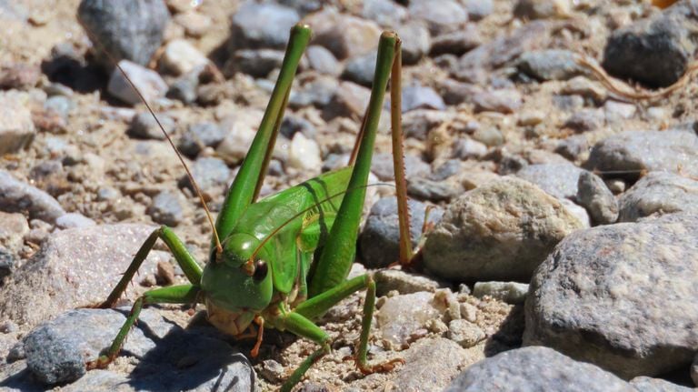 The green saber -spider haan (photo: Patricia Smulders).