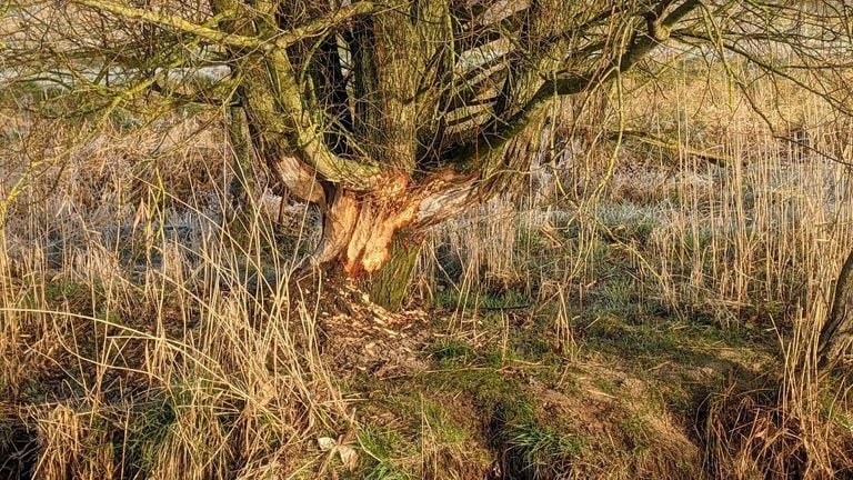 A gnawing track of Bevers (photo: Nico Uitenbroek).