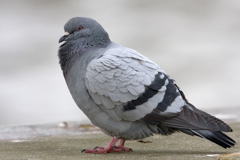 A city pigeon (photo: Saxifraga/Luc Hoogenstein).