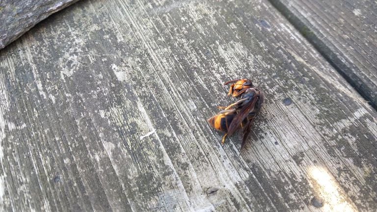 An Asian hornet (photo: Mario Mulders).