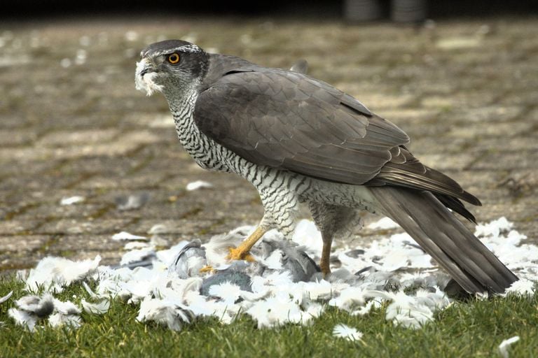 A hawk in the garden (photo: Harry Verbeek).