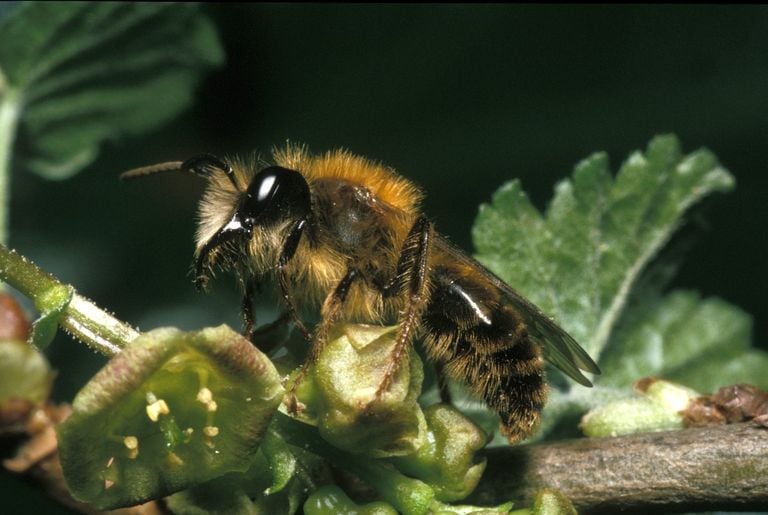 The male of the fox (photo: Saxifraga/Pieter van Breugel).