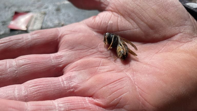 A dead Asian hornet, a queen. 