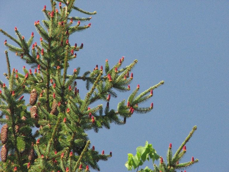 A fine spruce (photo: saxifraga/Jasenka topic).