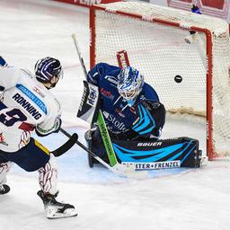Ty Ronning from the Eisbären Berlin hits the Straubing Tigers to 2-0 (source: Imago / Hockeyypics / Eva Fuchs)