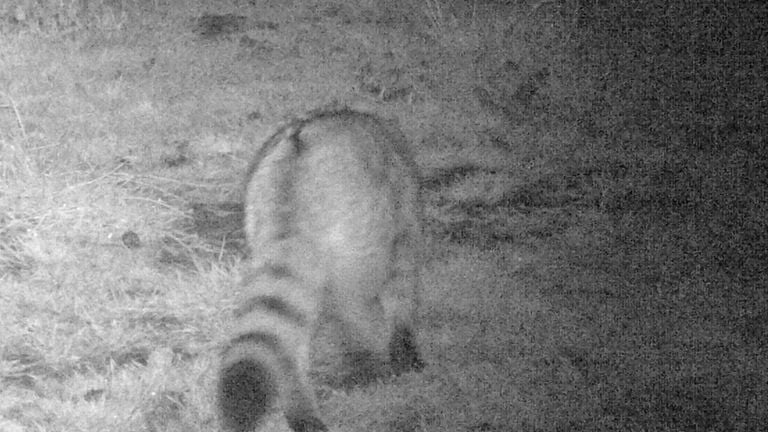 The wild cat spotted on a nature camera.