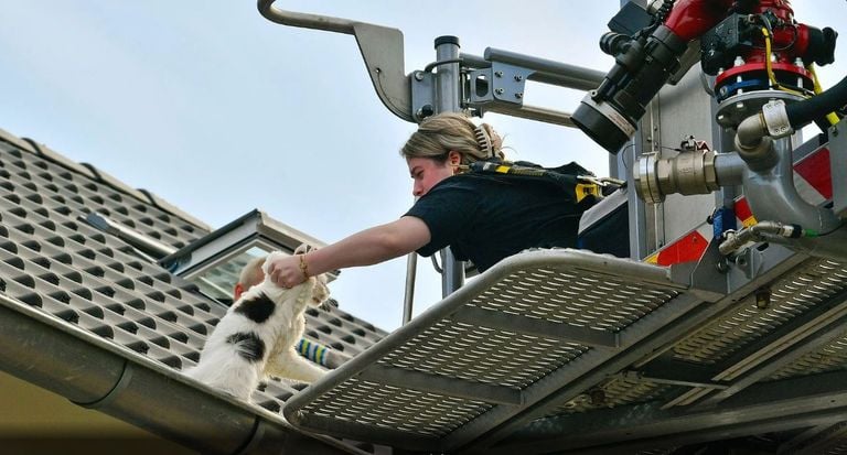 The owner takes her cat off the roof (photo: Rico Vogels/SQ Vision).