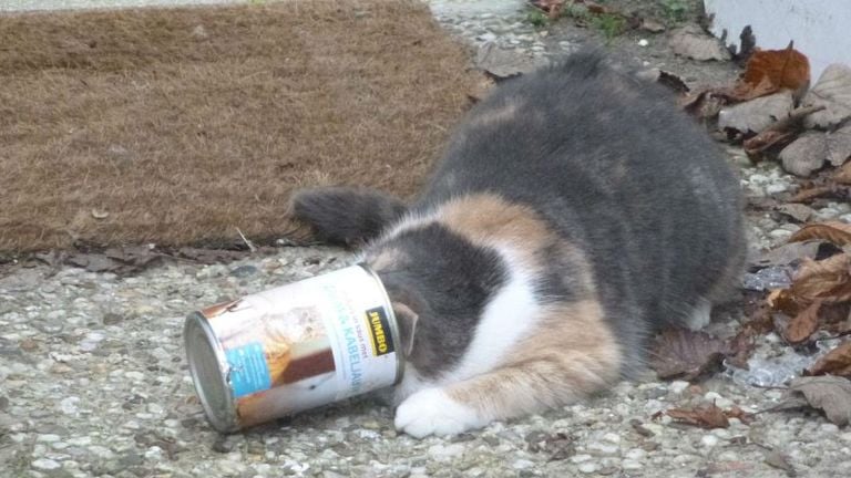 Cat is stuck in a can of eating (photo: animal protection).