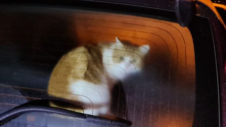 De Kater locked up in the ice-cold car (photo: Animal Ambulance South-East Brabant).