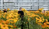 Employees of House of Work at work in a greenhouse in Westland.  