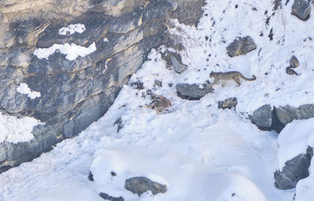 1. Un íbex del Himalaya. 2. Oliver Martínez durante la ruta hasta Kibber. 3. Una Liebre del Himalaya. 4. Una alondra cornuda. 5. El leopardo de las nieves se aproxima al carnero azul que había cazado. 6. Un zorro camina por la nieve. 7. Colirrojo de Guldenstädt.  FOTOS de Oliver Martínez