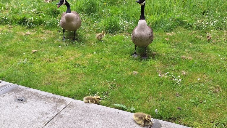 The baby goose are again with two legs on the floor (photo: afterwards from Dussen).
