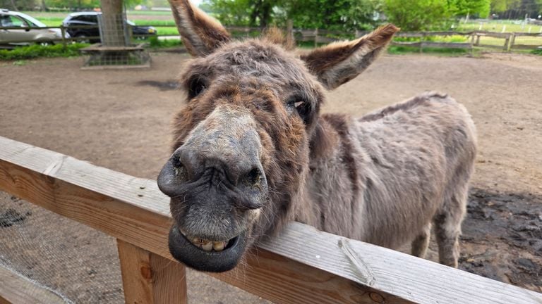 One of the oldest donkeys on the donkey farm (photo: Noël van Hooft).