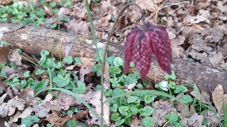 The Kievitsbloem was once a rarity (photo: Mark van de Goor)