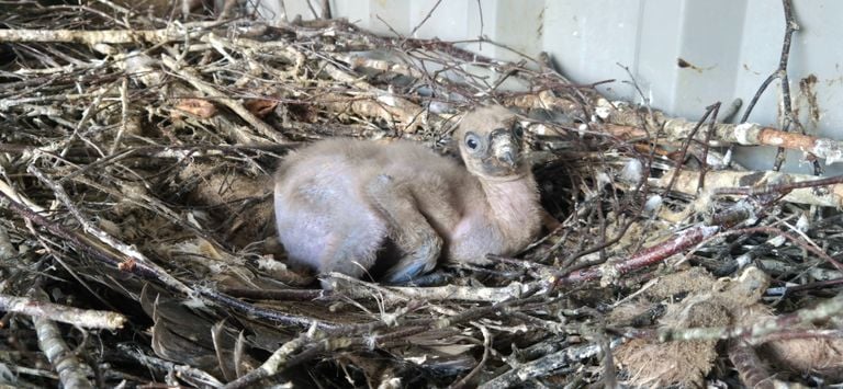 The adopted chick (photo: Beekse Bergen).