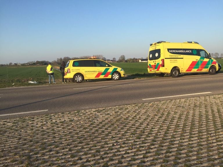 Photo: Animal ambulance Brabant North-East