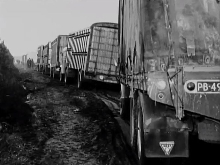 A large column of trucks with pigs on their way to the mass grave in Sint Anthonis (Source: Other Times).