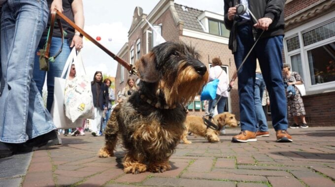 Dachshund day Zoetermeer