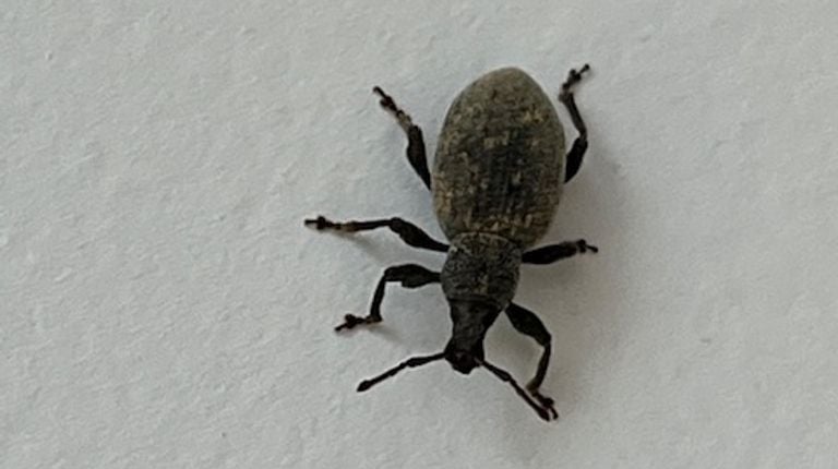 The grooved Lapsnuit beetle (photo: Laurens from Oss).