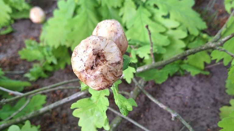 Potato galls (photo: Lis Schrijver).